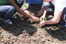 Our Family Garden 1