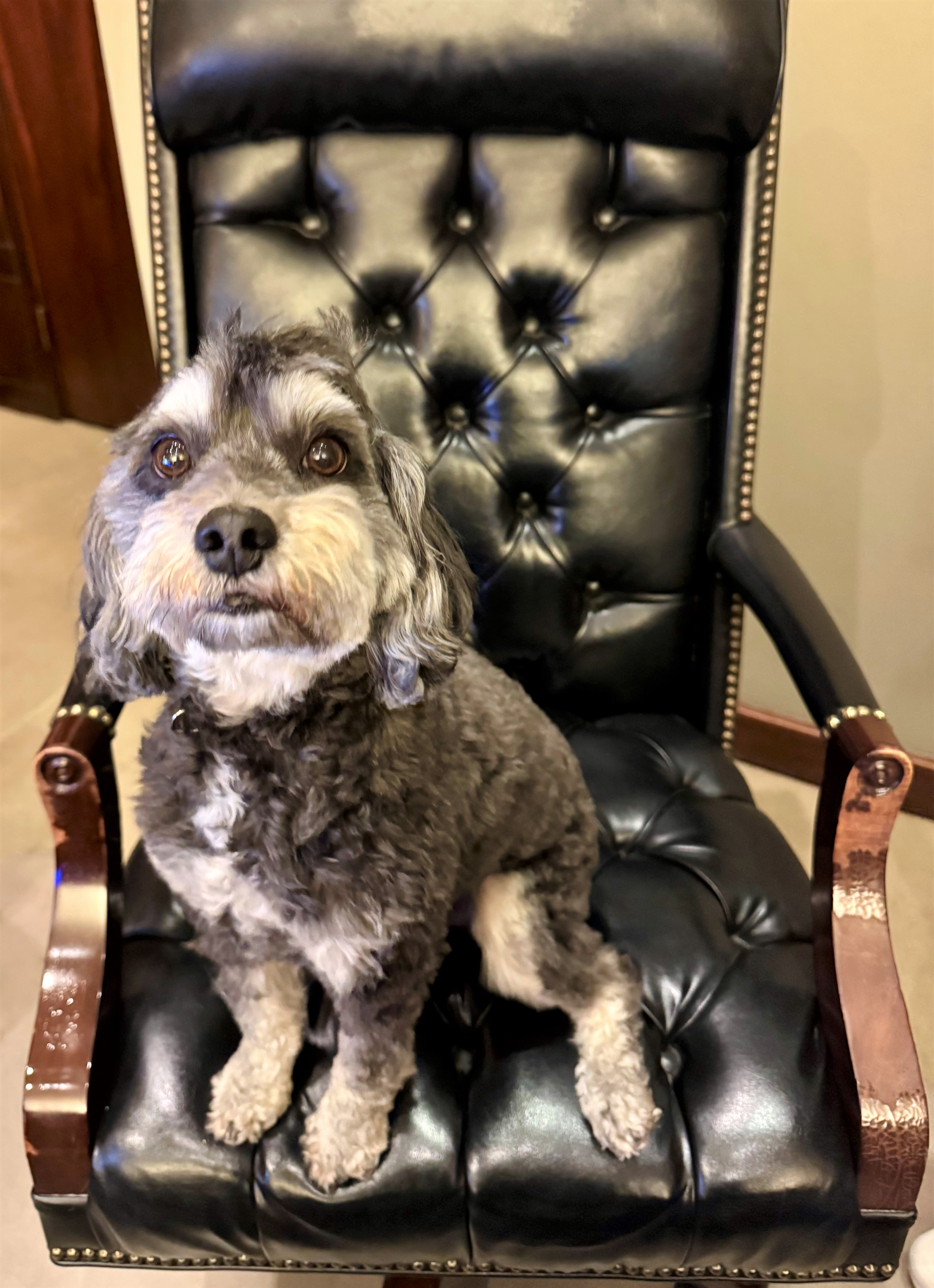 Rip-ClayCountyComfortDog