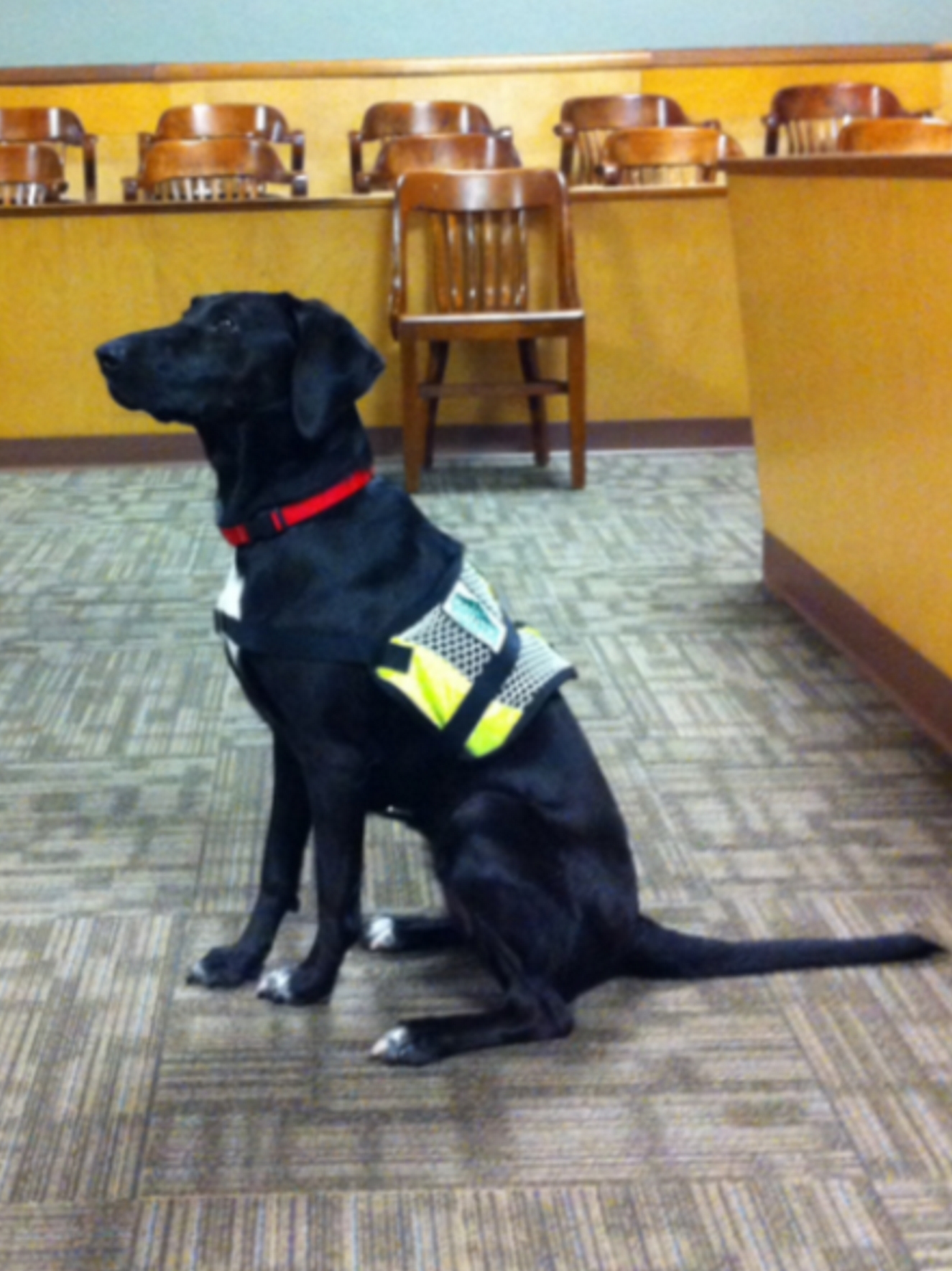 Photo of Natalie, service dog for the Jefferson County circuit court